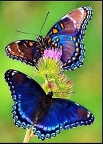 diamond painting vlinder 50x40 cm
