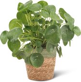 We Love Plants - Pilea Peperomiodes + Mand Irma - 30 cm hoog - Pannenkoek Plant