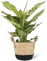 We Love Plants - Dieffenbachia Mars + Mand Mirjam - 50 cm hoog - Luchtzuiverende plant