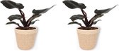 2x Kamerplant Philodendron Black Cardinal  | Speciale Kamerplant | ± 25cm hoog | 12cm diameter - in beige mand met witte rand