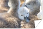 Poster Cuddling baby swans papier 120x80 cm - Tirage photo sur Poster (décoration murale salon / chambre) / Poster Animaux sauvages