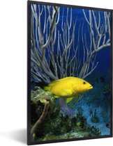 Affiche avec cadre Poisson - Jaune - Corail - 80x120 cm