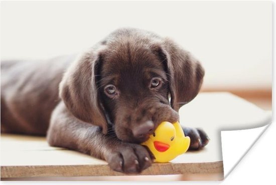 Poster Chocolate Labrador Retriever puppy - 30x20 cm