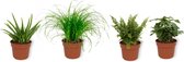 Set van 4 Kamerplanten - Aloe Vera & Nephrolepis Vitale & Coffea Arabica & Cyperus Zumula - ± 25cm hoog - 12cm diameter