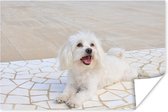 Un chien maltais se trouve sur un chemin Poster 90x60 cm - Tirage photo sur Poster (décoration murale salon / chambre) / Poster Animaux domestiques