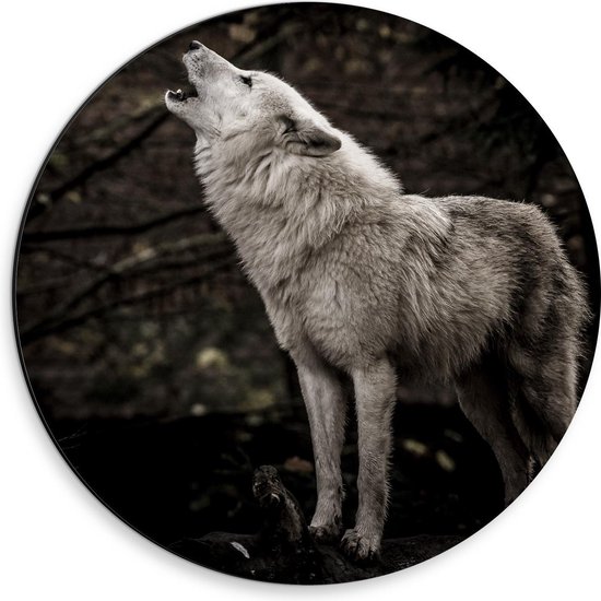 Dibond Wandcirkel - Witte Wolf in de Nacht - 30x30cm Foto op Aluminium Wandcirkel (met ophangsysteem)