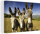 Trois ânes dans une prairie toile 2cm 30x20 cm - petit - Tirage photo sur toile (Décoration murale salon / chambre) / Animaux sauvages Peintures sur toile