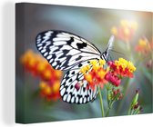 Canvas Schilderij Close-up zwaluwstaart vlinder - 90x60 cm - Wanddecoratie