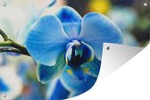 Tuindecoratie Close-up van een blauwe orchidee met een vervaagde achtergrond - 60x40 cm - Tuinposter - Tuindoek - Buitenposter