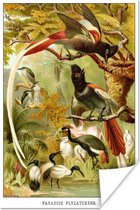 Poster Antieke vogelprent vliegenvangers - 20x30 cm