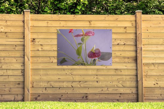 Affiche jardin - Toile jardin - Posters de jardin extérieur - Anthurium à fleurs rouges pour fond lilas - 120x80 cm - Jardin