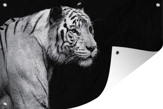 Tigre blanc de Sibérie sur fond noir affiche de jardin toile en vrac 180x120 cm - Toile de jardin / Toile d'extérieur / Peintures d'extérieur (décoration de jardin) XXL / Groot format!