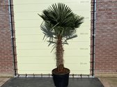 Palmboom - Trachycarpus Fortunei  - stamhoogte 100-120 cm