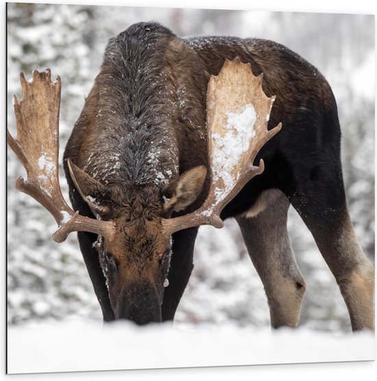 Dibond - Eland in de Sneeuw - Foto op Aluminium (Wanddecoratie van metaal)