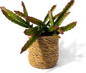Cactus Lepismium Cruciforme 'Red Tip' met juten mandje Ø 12 - ↕ ca. 25 cm (Urban Jungle, Kamerplant, Bohemian, Hangplant)