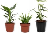 Set van 3 Kamerplanten - Aloë Vera & Monstera Deliciosa & Strelitzia Reginae - ±  30cm hoog - 12cm diameter