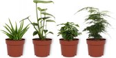 Set van 4 Kamerplanten - Aloe Vera & Asparagus Plumosus & Coffea Arabica & Monstera Deliciosa - ± 25cm hoog - 12cm diameter