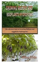Growing Melons and Eggplants Hydroponic