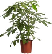 FloriaFor - Schefflera Amate, Vingersboom - - ↨ 100cm - ⌀ 30cm