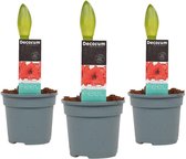 Mama's Planten -   Hippeastrum Tropical Orange (3 Stuks) - Vers Van De Kweker- ↨ 25cm - ⌀ 13cm