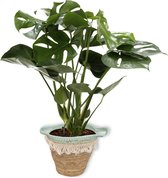 WL Plants - Monstera Deliciosa - Kamerplanten - Monstera - Gatenplant - Luchtzuiverende Kamerplanten - ± 65cm hoog - 19cm diameter - in Kweekpot