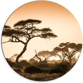Dibond Wandcirkel - Afrikaanse Bomen onder Oranje Lucht - 70x70cm Foto op Aluminium Wandcirkel (met ophangsysteem)