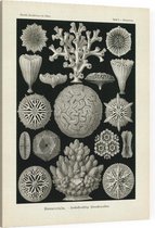 Maeandrina - Hexacoralla (Kunstformen der Natur), Ernst Haeckel - Foto op Canvas - 75 x 100 cm