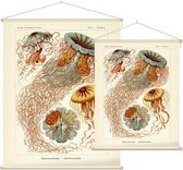 Desmonema - Discomedusae (Kunstformen der Natur), Ernst Haeckel - Foto op Textielposter - 60 x 80 cm