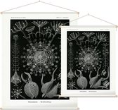 Aulographis - Phaeodaria (Kunstformen der Natur), Ernst Haeckel - Foto op Textielposter - 45 x 60 cm