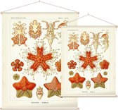 Asterias - Asteridea (Kunstformen der Natur), Ernst Haeckel - Foto op Textielposter - 120 x 160 cm