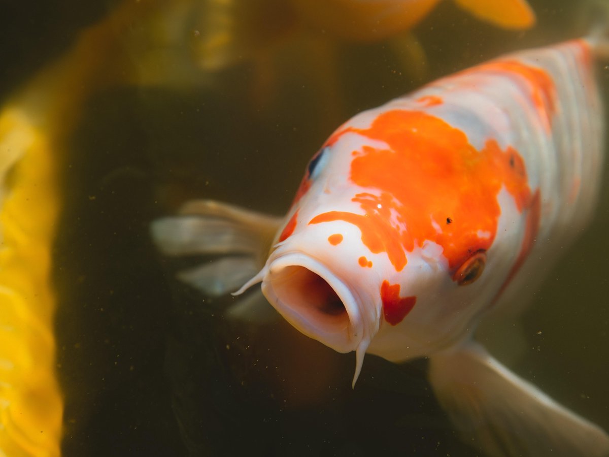 Koi-karper D los doek 108x80 cm - Tuindoek / Schilderij voor buiten / Tuindecoratie