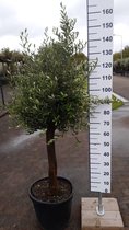 Olijfboom 200 cm hoog - Oude olijfboom - Olea europea