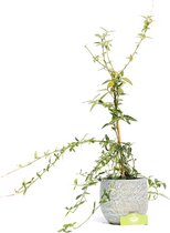 Euonymus fortunei ‘Wolong Ghost’ Japanse kardinaalsmuts, bodembedekker, 2 liter pot