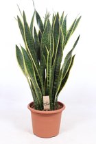 Kamerplant van Botanicly – Vrouwentongen – Hoogte: 100 cm – Sansevieria Laurentii