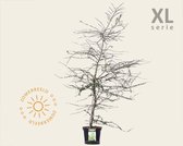 Nothofagus antarctica - XL