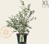 Vaccinium corymbosum - XL