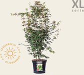Acer palmatum - XL