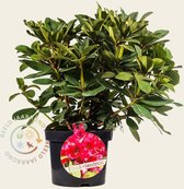 Rhododendron 'Red Jack'