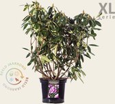 Rhododendron 'Roseum Elegans' - XL