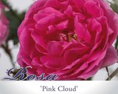 Rosa 'Pink Cloud'