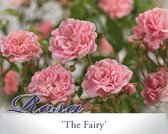 Rosa 'The Fairy' - 090 cm stam