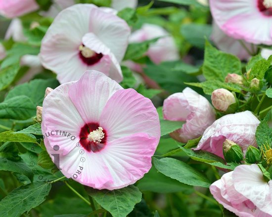 Hibiscus newbiscus 'XXL' bol