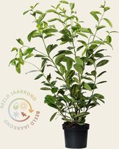 Prunus laurocerasus 'Rotundifolia' - 060/080 - in pot