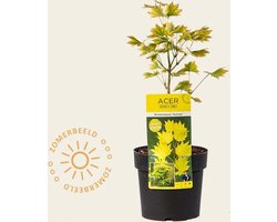 Acer shirasawanum 'Aureum'