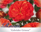 Rosa 'Gebrüder Grimm'