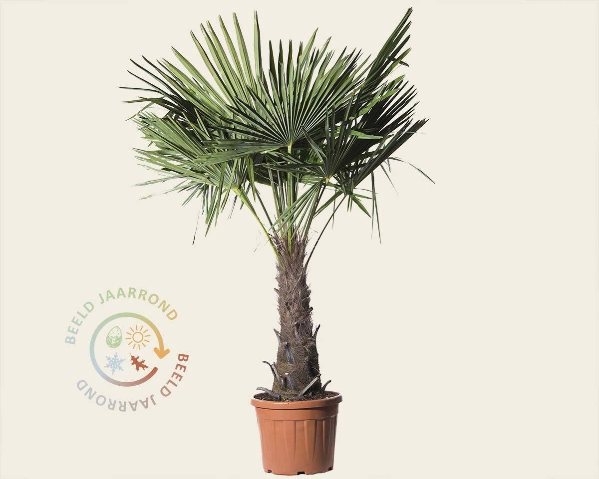 2x Trachycarpus Fortunei - Palmier Éventail Chinois Résistant Au Froid - Hauteur 60-70 Cm Pot 21 Cm