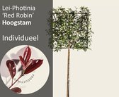 Lei-Photinia - Hoogstam - individueel geen extra's