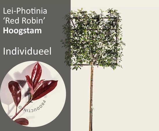 Lei- Photinia - Tige haute - individuelle sans extras | bol
