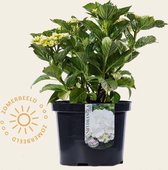 Hydrangea macrophylla - Wit