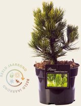 Pinus heldreichii 'Compact Gem' 020/25